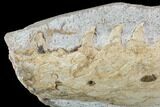 Fossil Mosasaur (Tethysaurus) Jaw Section - Goulmima, Morocco #107087-1